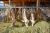 Mooh Cooperative Grouped